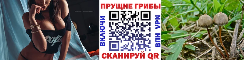 Купить где  Нефтегорск  Галлюциногенные грибы Psilocybe 